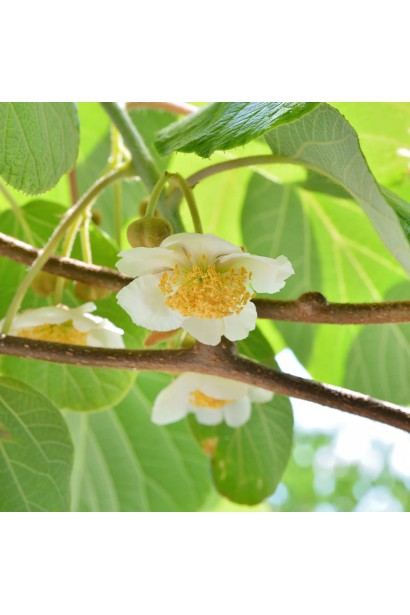 Квіти Актинідії аргута Chang Bai Giant